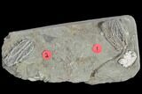 Two Fossil Crinoids (Abrotocrinus) - Crawfordsville, Indiana #117146-1